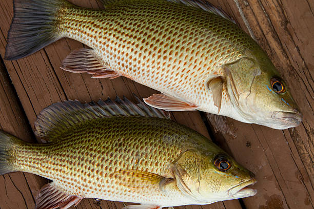 Mangrove snapper fish stock photos pictures royalty