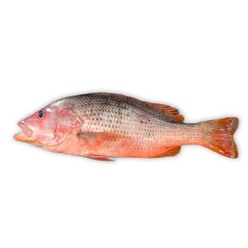 Red snapper