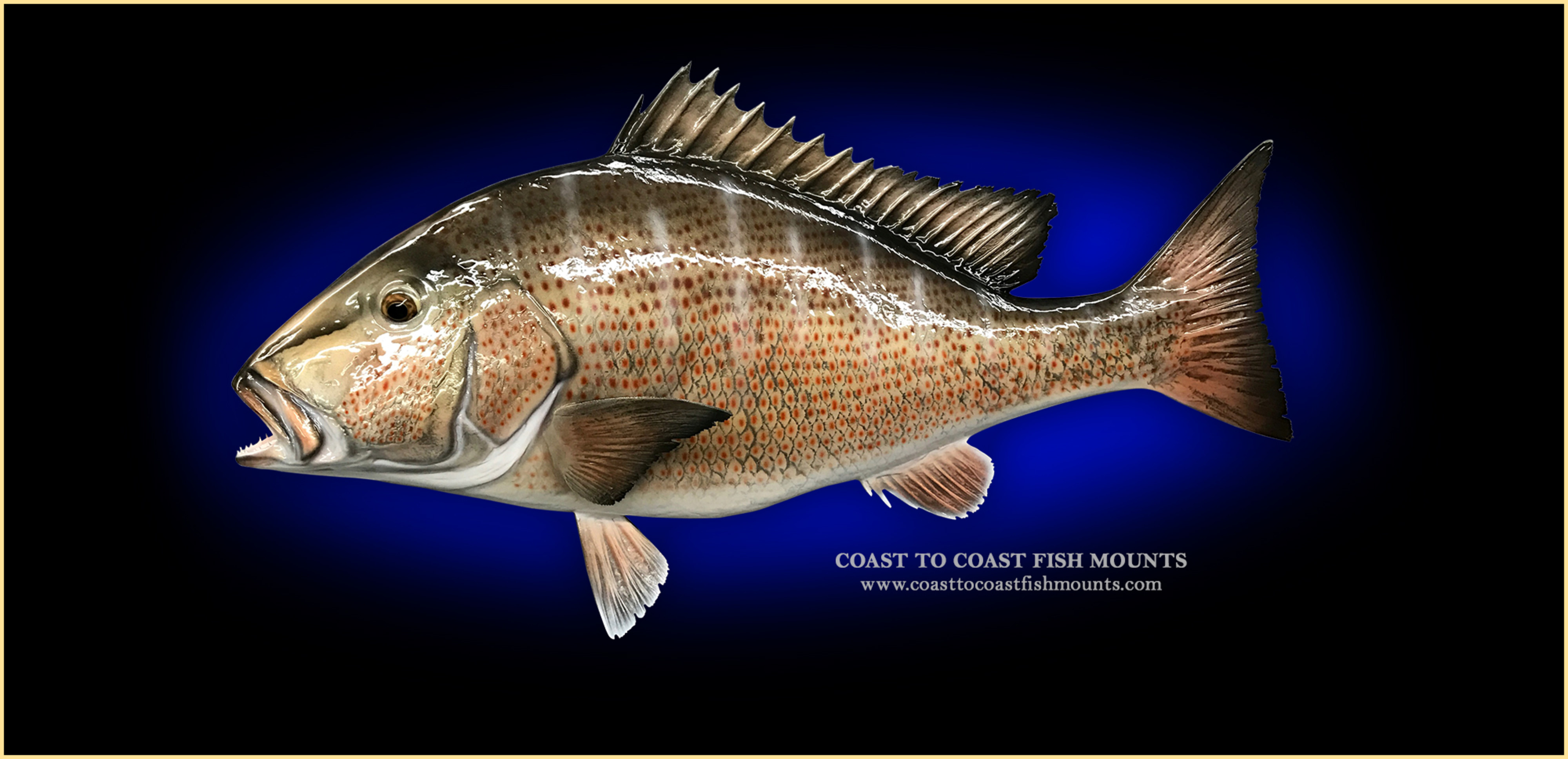 Mangrove snapper fish mounts replicas by coast