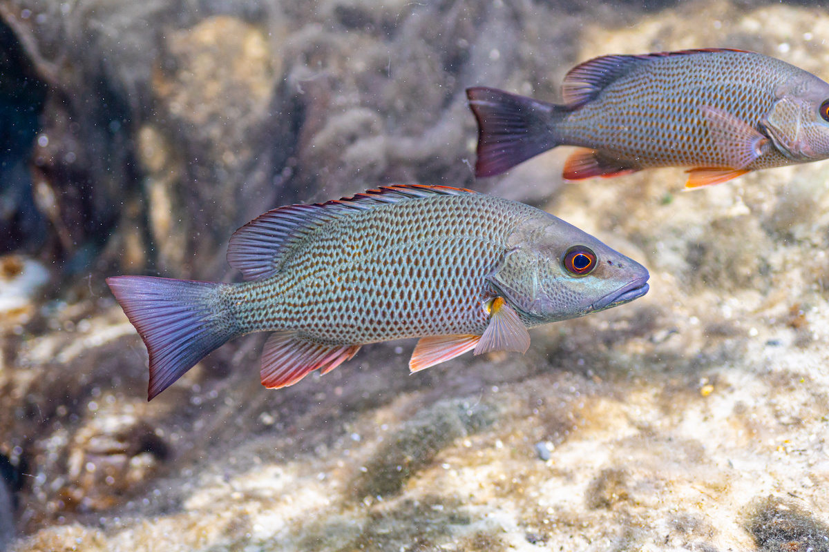 What you need to know about mangrove snapper season in crystal river