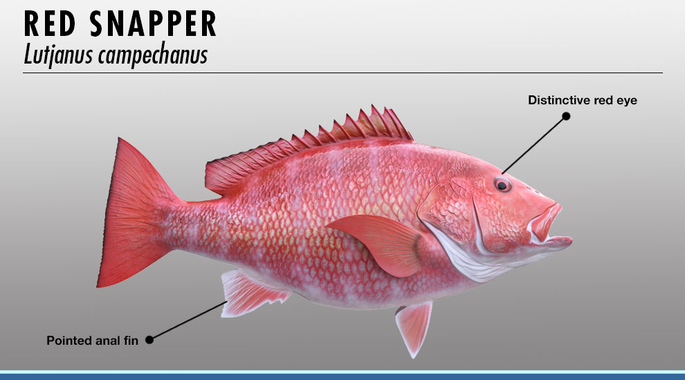 Snapper identifier