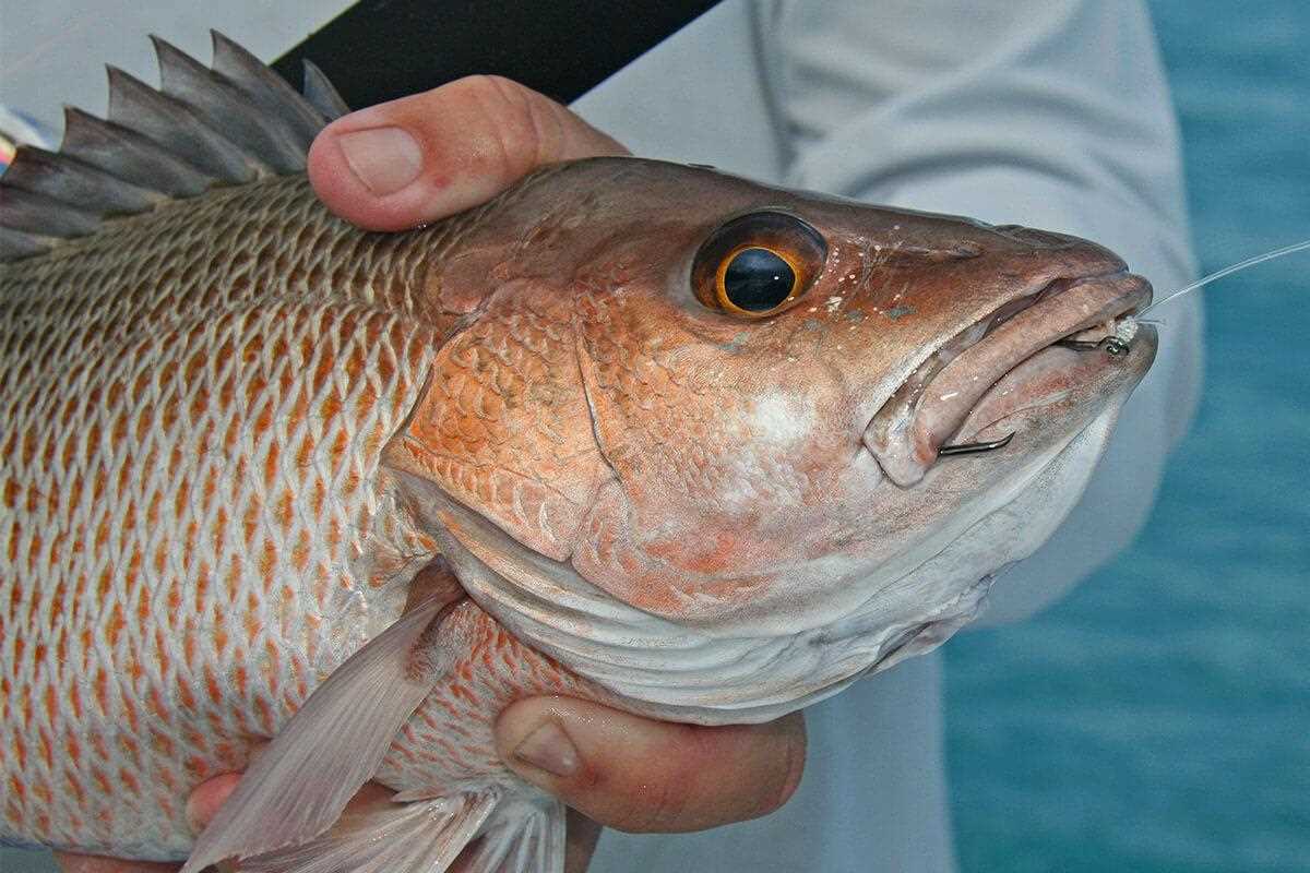 Simple tips to chum up mangrove snapper to the surface