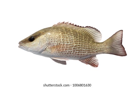 Mangrove snapper images stock photos d objects vectors