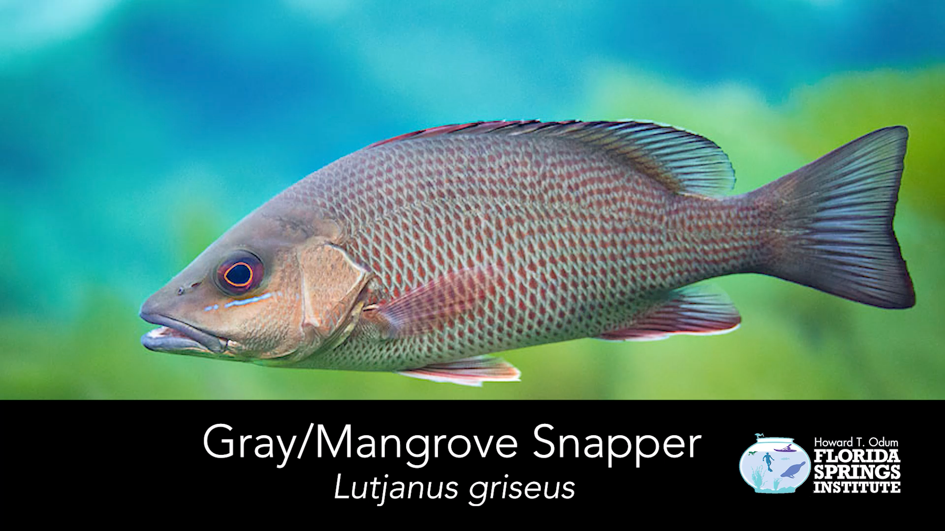 Mangrove snapper â florida springs institute