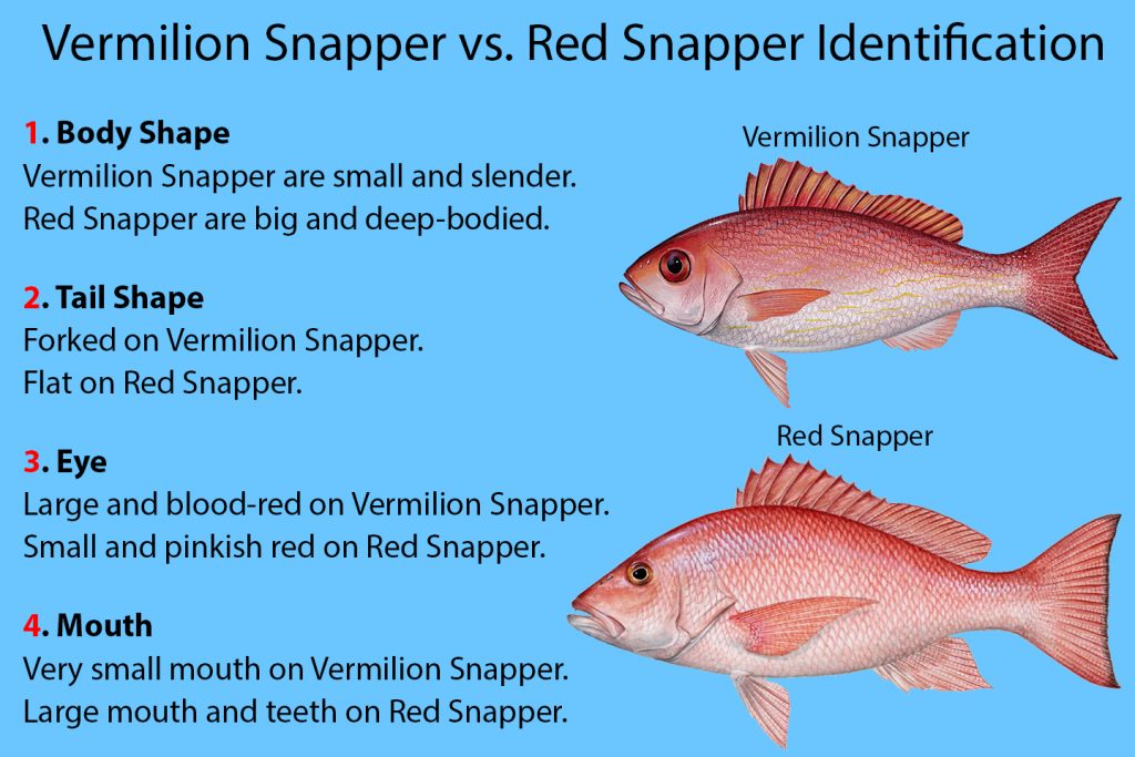 Vermilion snapper vs red snapper