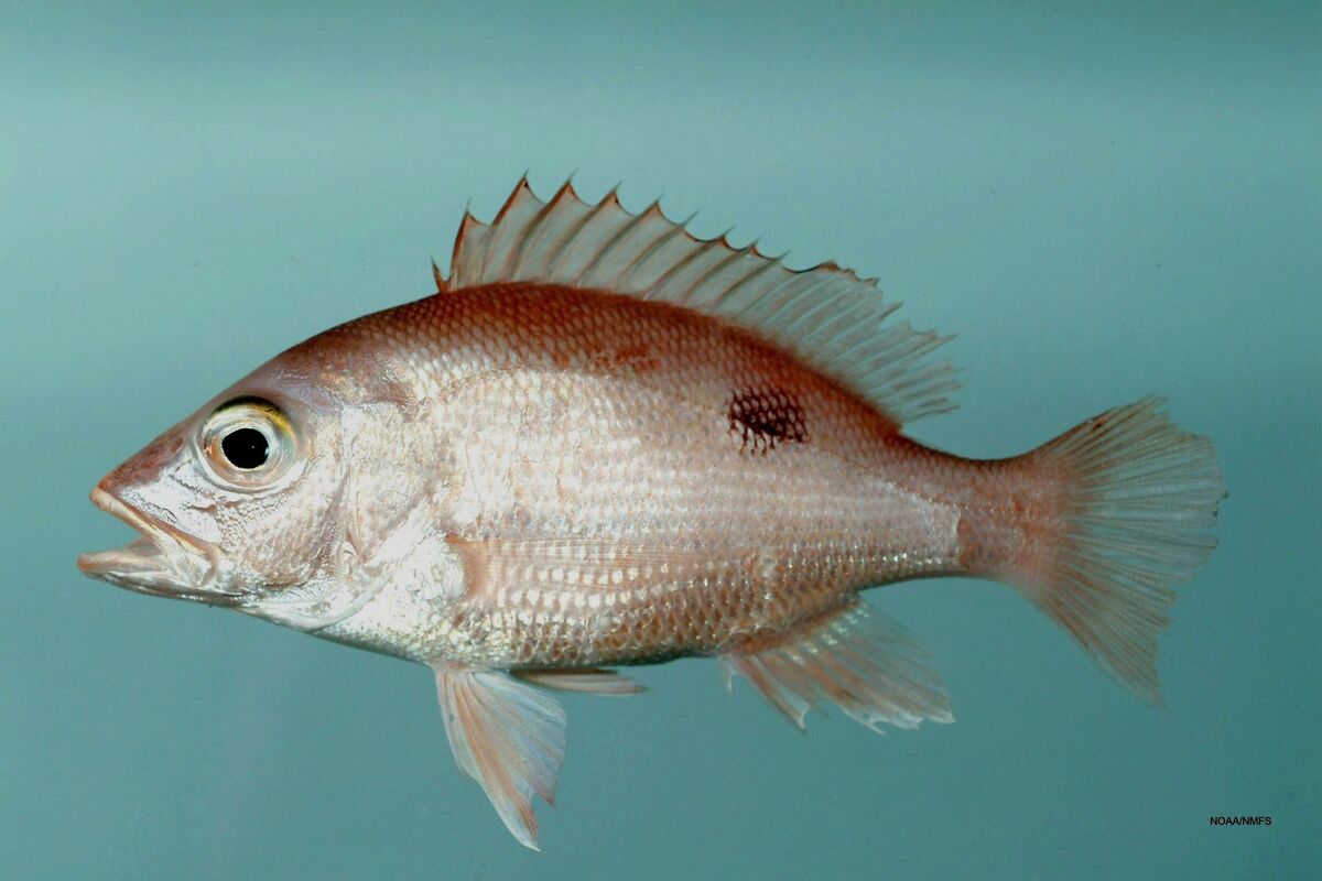 Red snapper tap reef wiki
