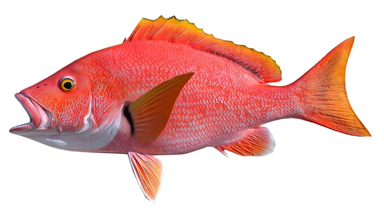 Snapper blackfin