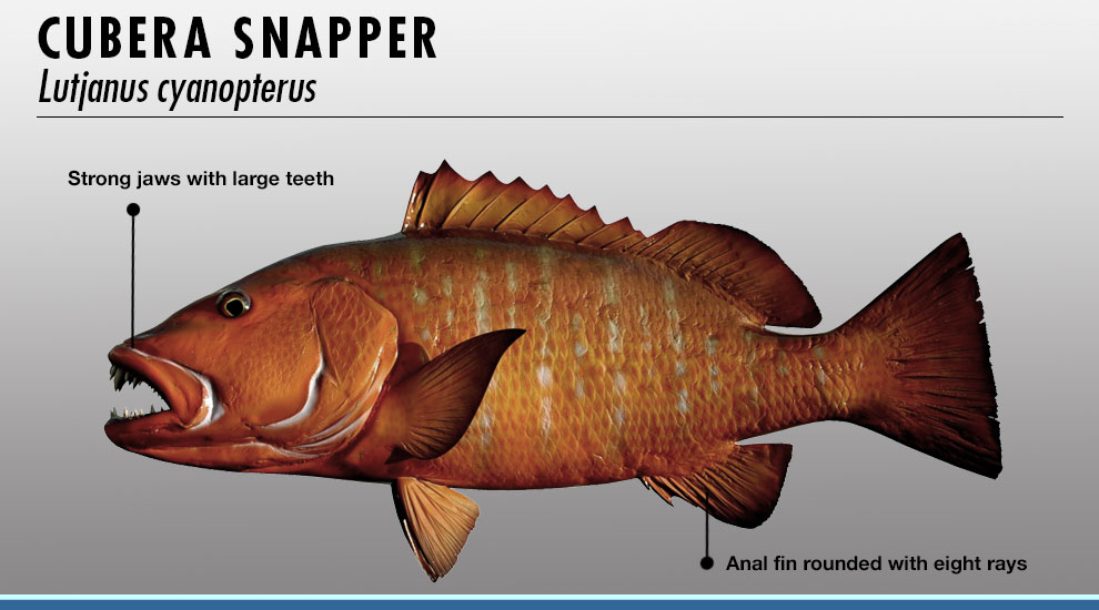 Snapper identifier