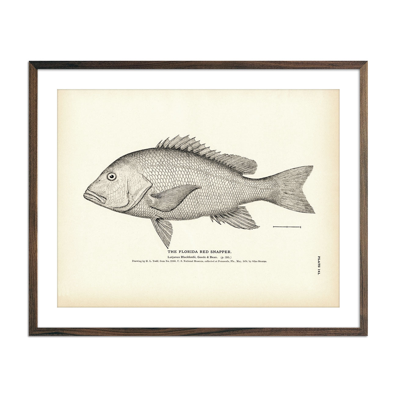 Mangrove snapper
