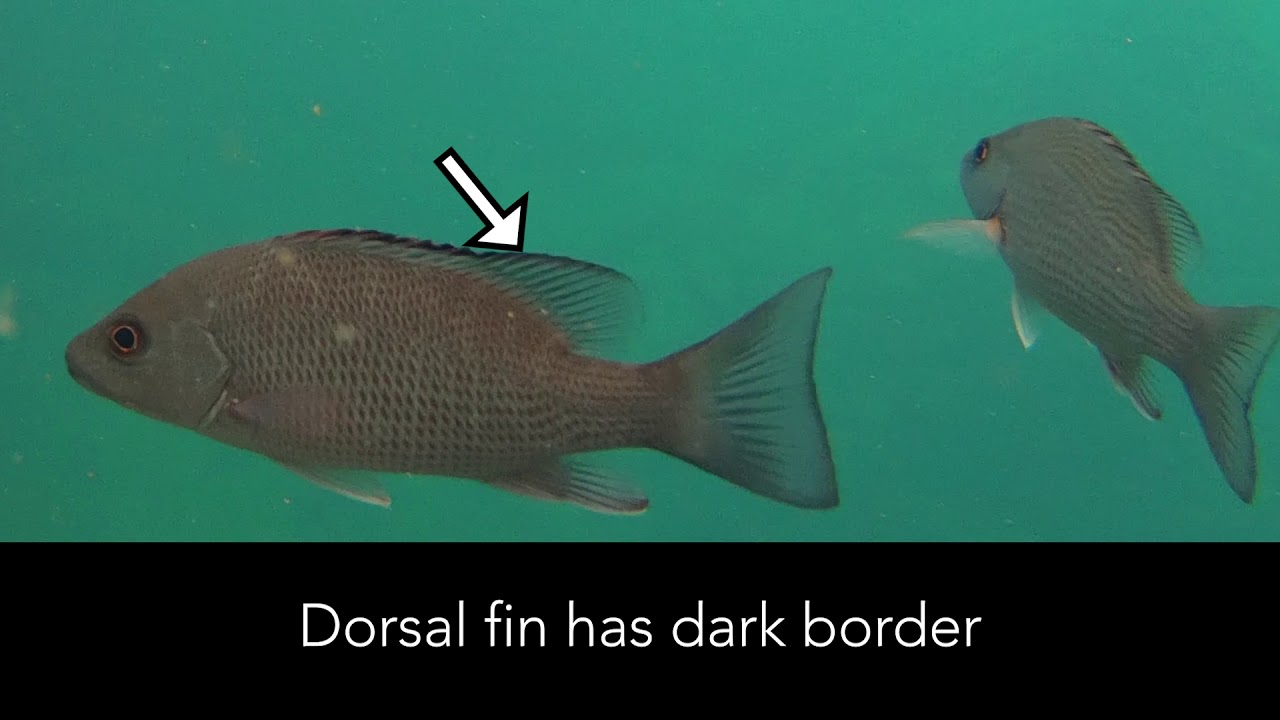 Mangrove snapper â florida springs institute