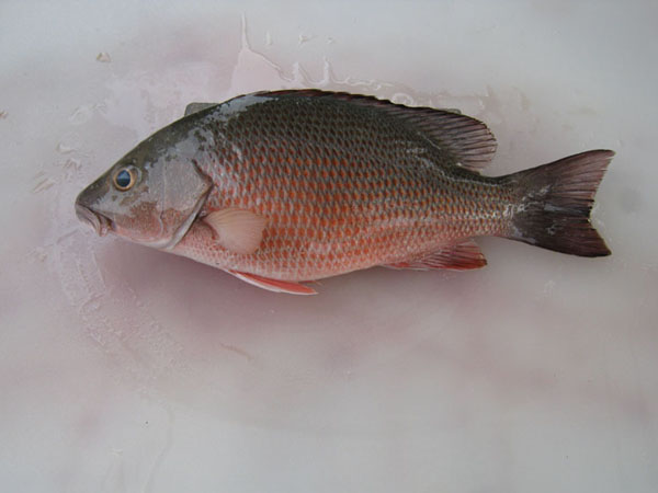Smoked snapper