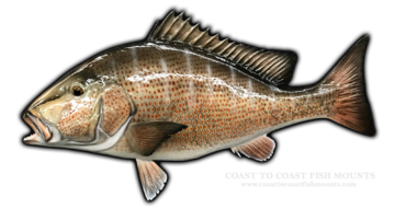 Mangrove snapper fish mounts replicas by coast