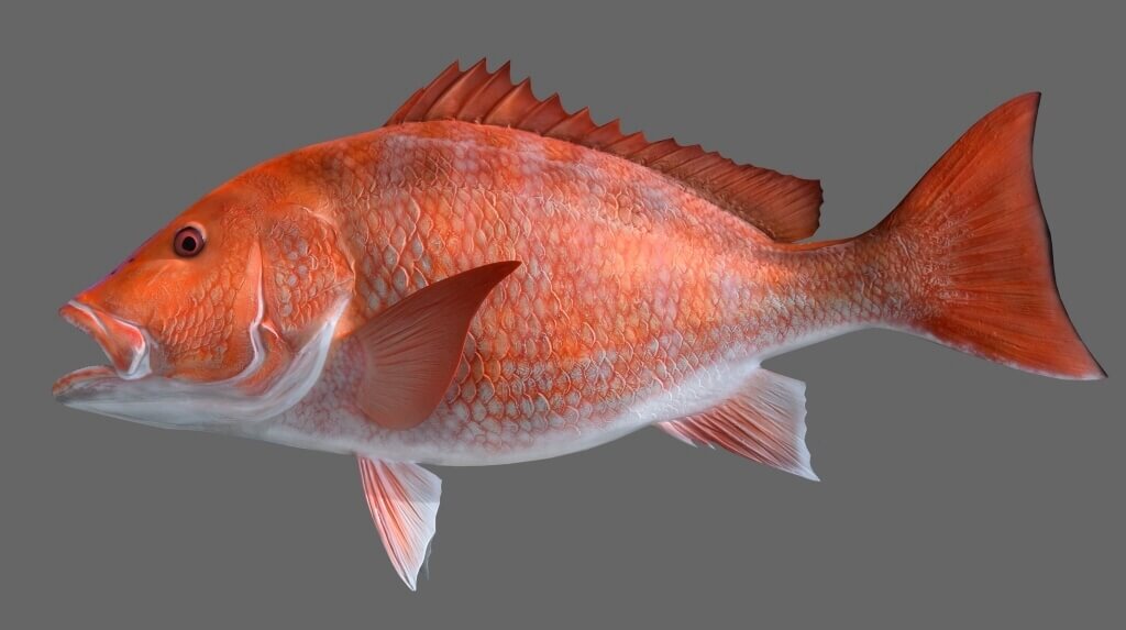 Snapper red