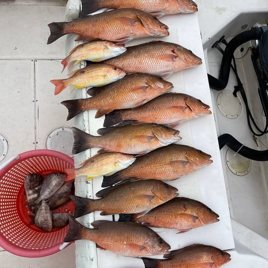 Snapper species whats the difference