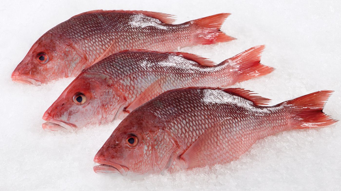 Red snapper whole fish