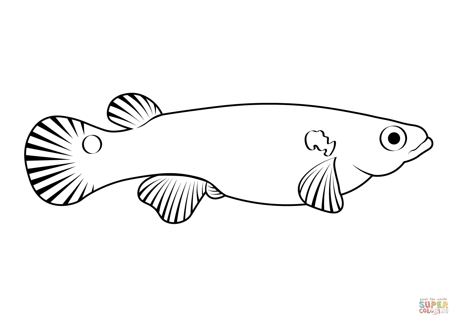 Mangrove rivulus kryptolebias marmoratus coloring page free printable coloring pages