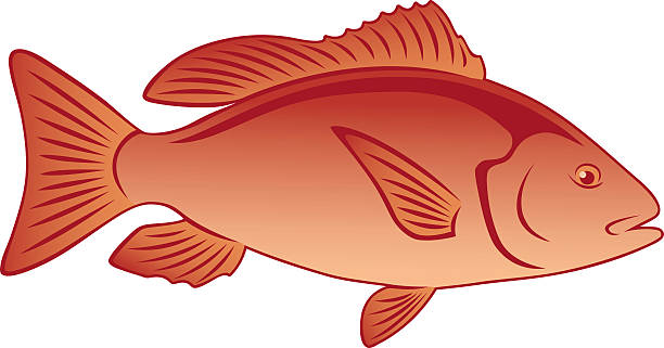 Mangrove snapper stock photos pictures royalty