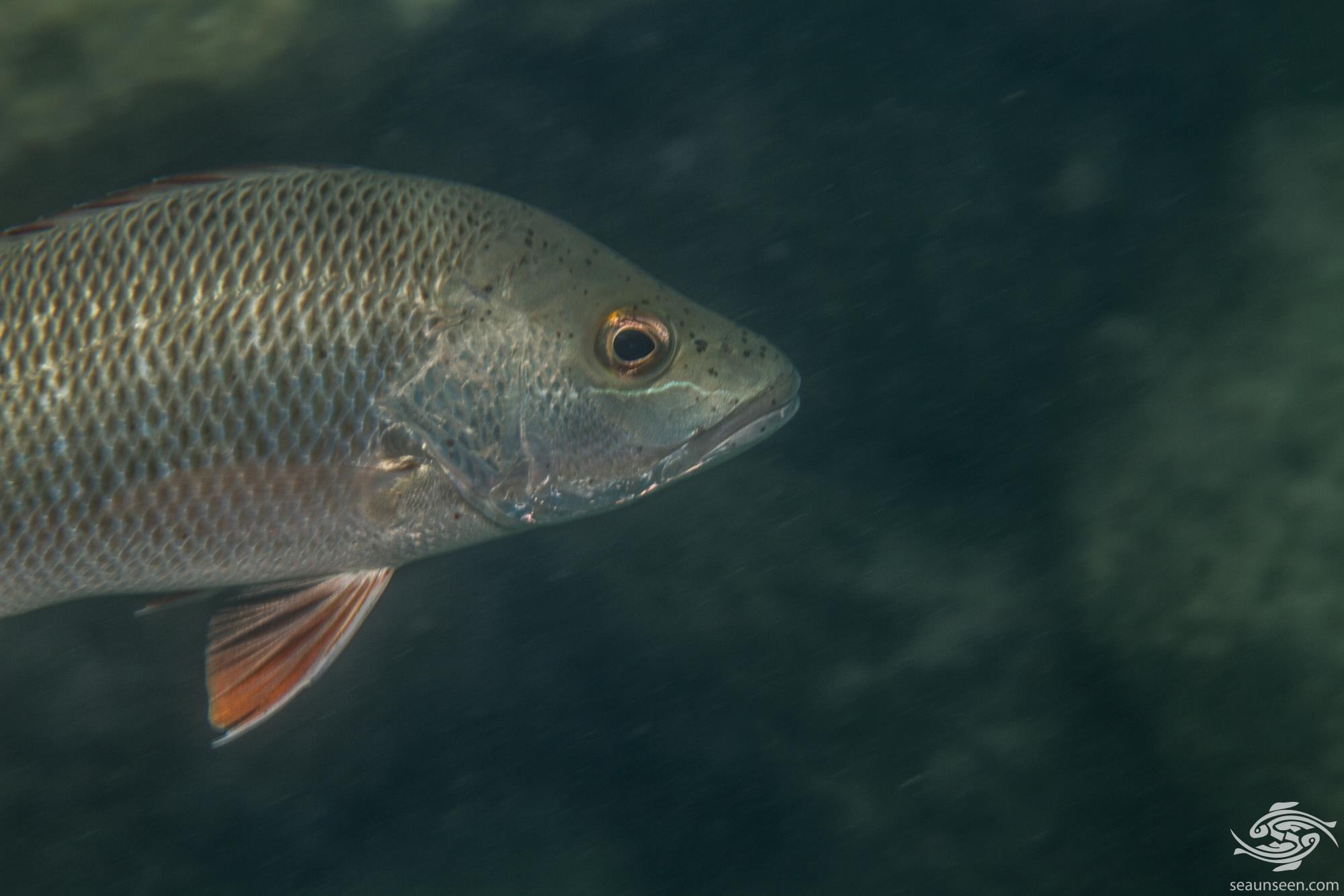 Red snapper