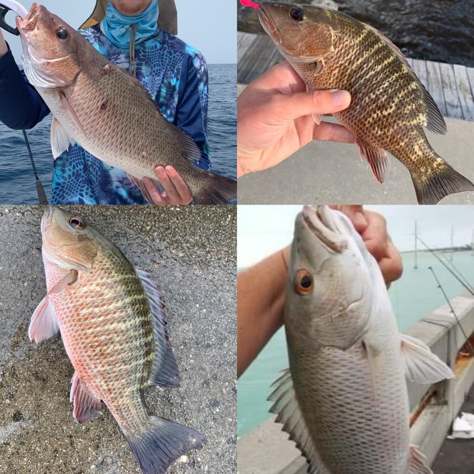 Fish school snapper identification