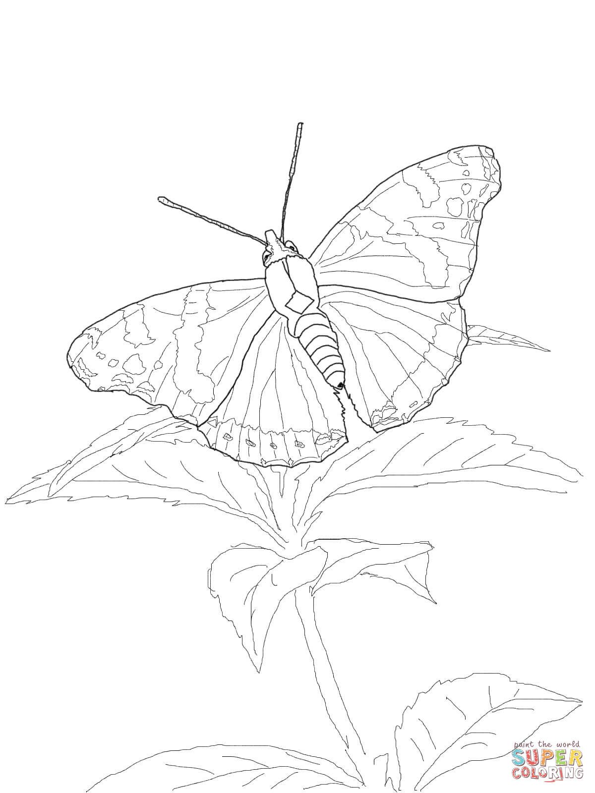 Red admiral butterfly coloring page free printable coloring pages butterfly coloring page butterfly outline butterfly drawing