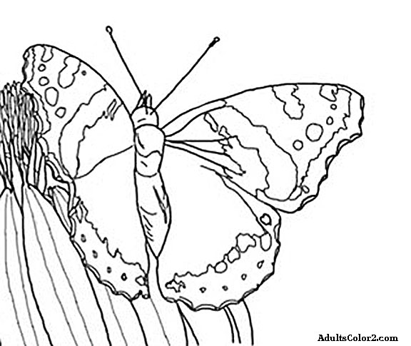 Butterfly coloring pages airborne art