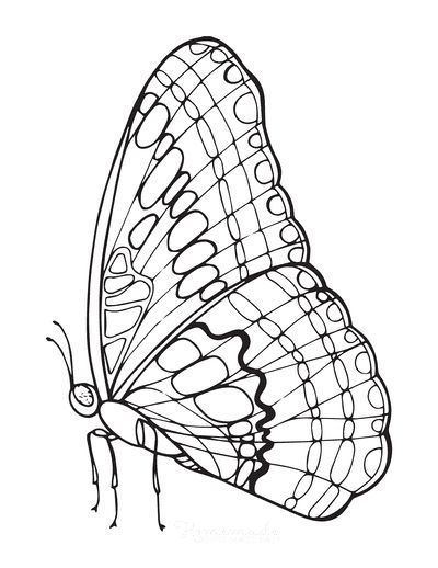 Free butterfly coloring pages for kids adults butterfly coloring page printable flower coloring pages butterfly art drawing