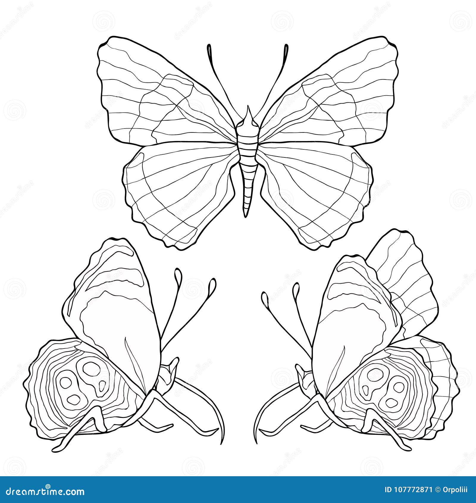 Butterfly coloring stock illustrations â butterfly coloring stock illustrations vectors clipart