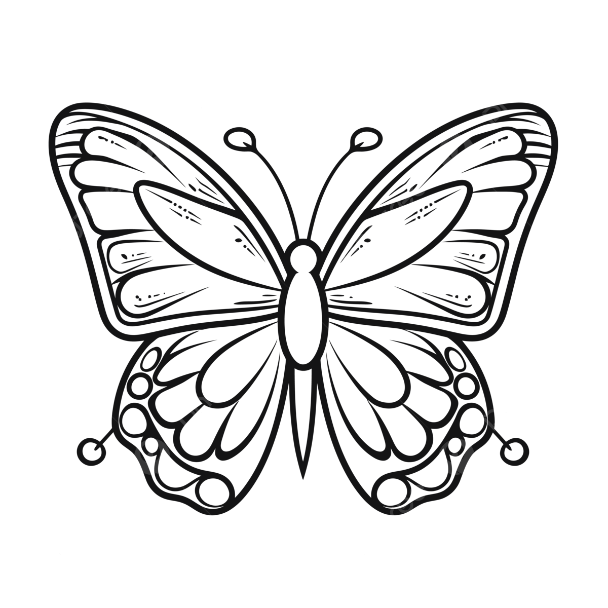An outline drawing of a butterfly coloring sketch vector butterfly drawing wing drawing ring drawing png and vector with transparent background for free download