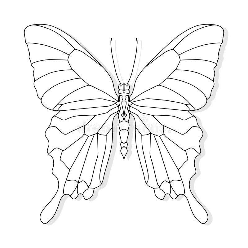 Butterfly coloring stock illustrations â butterfly coloring stock illustrations vectors clipart