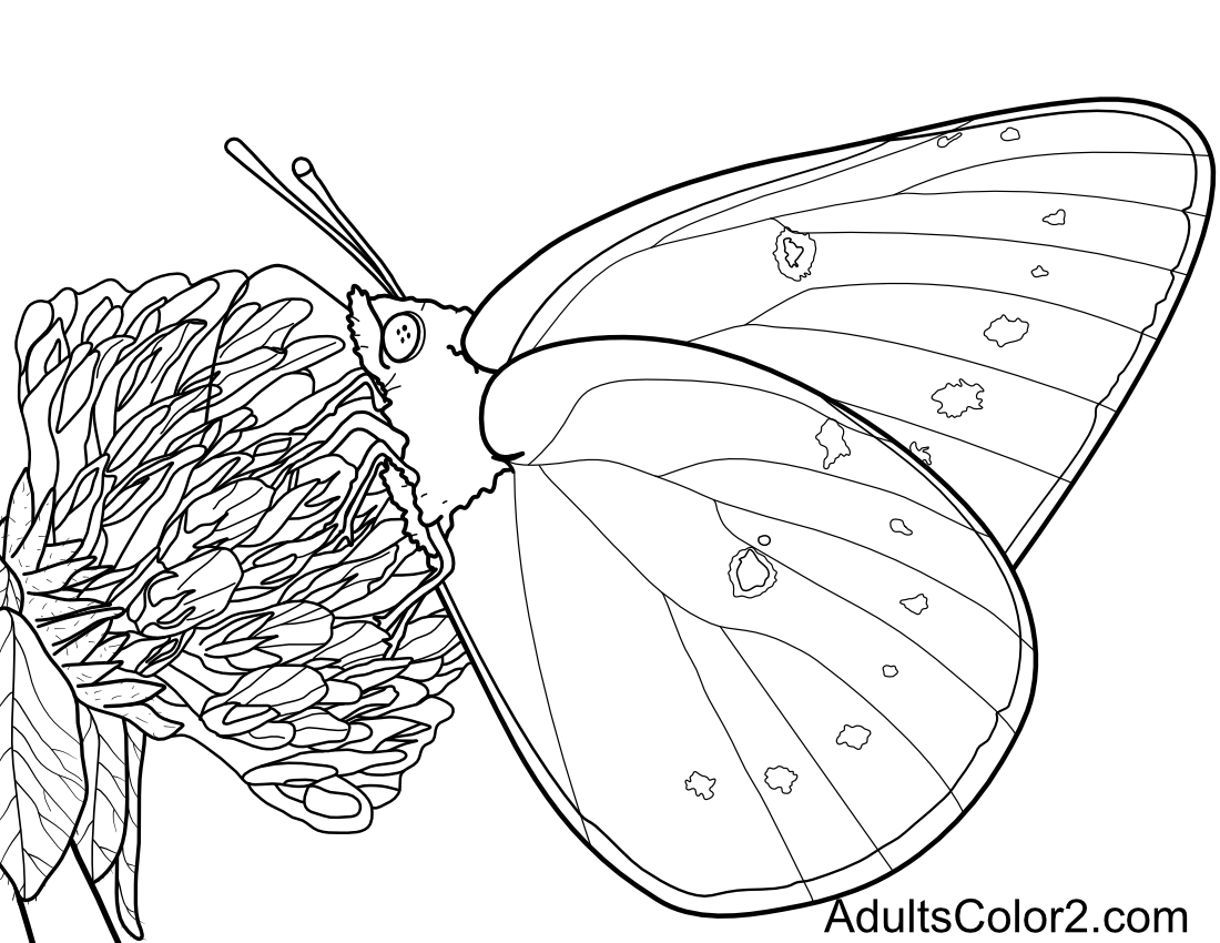 Butterfly coloring pages airborne art