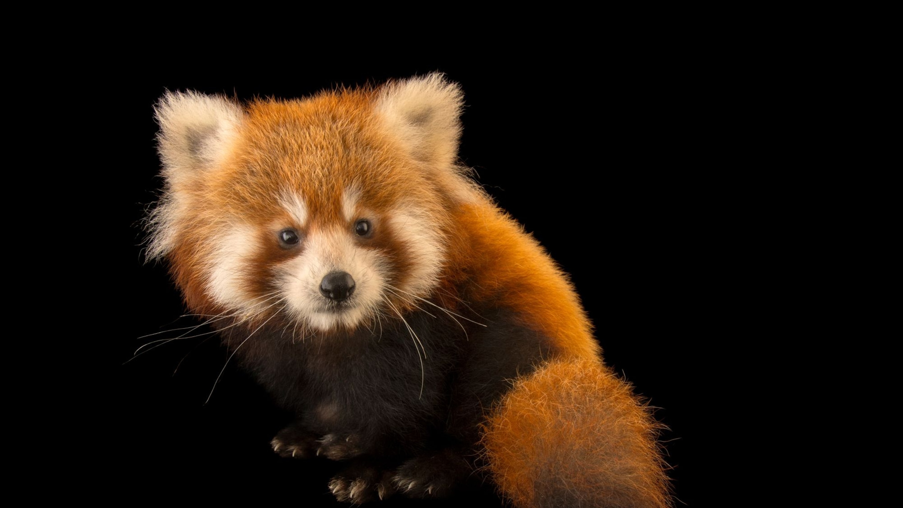 When is a panda not a pandaâand are any pandas actually bears