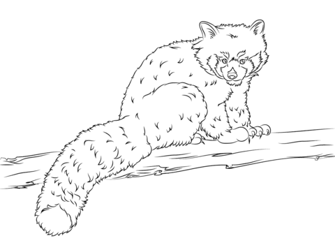 Red panda coloring page free printable coloring pages
