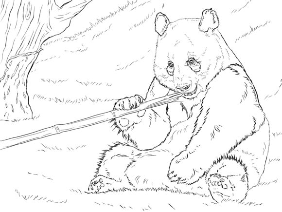 Giant panda is eating bamboo coloring page panda coloring pages bear coloring pages animal coloring pages
