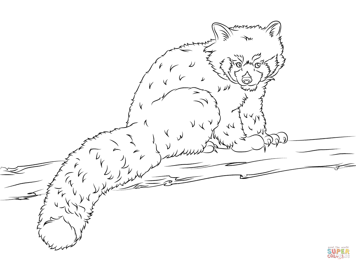 Red panda coloring page free printable coloring pages