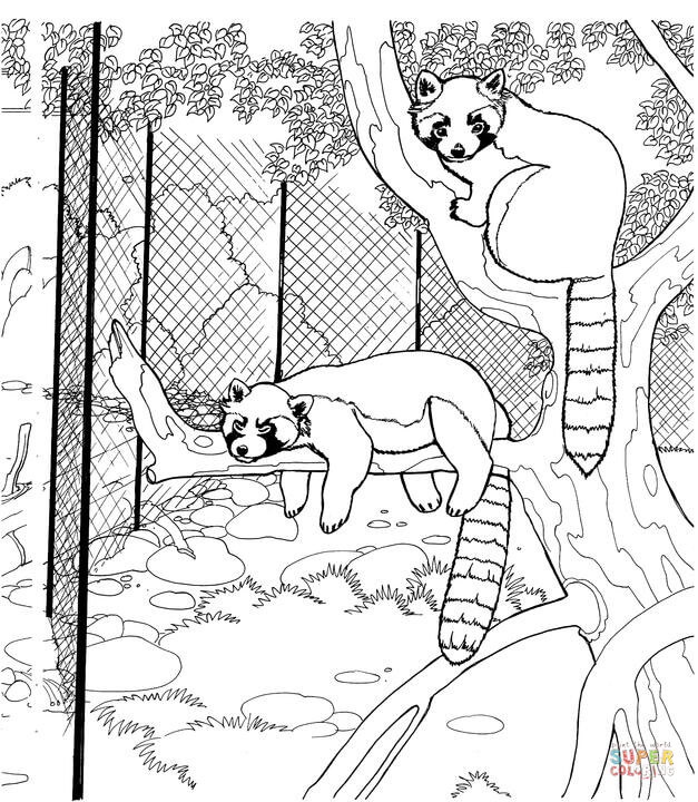 Red pandas in the zoo coloring page free printable coloring pages