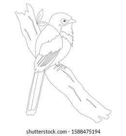 Bird indonesia coloring page luntur kasumba stock vector royalty free