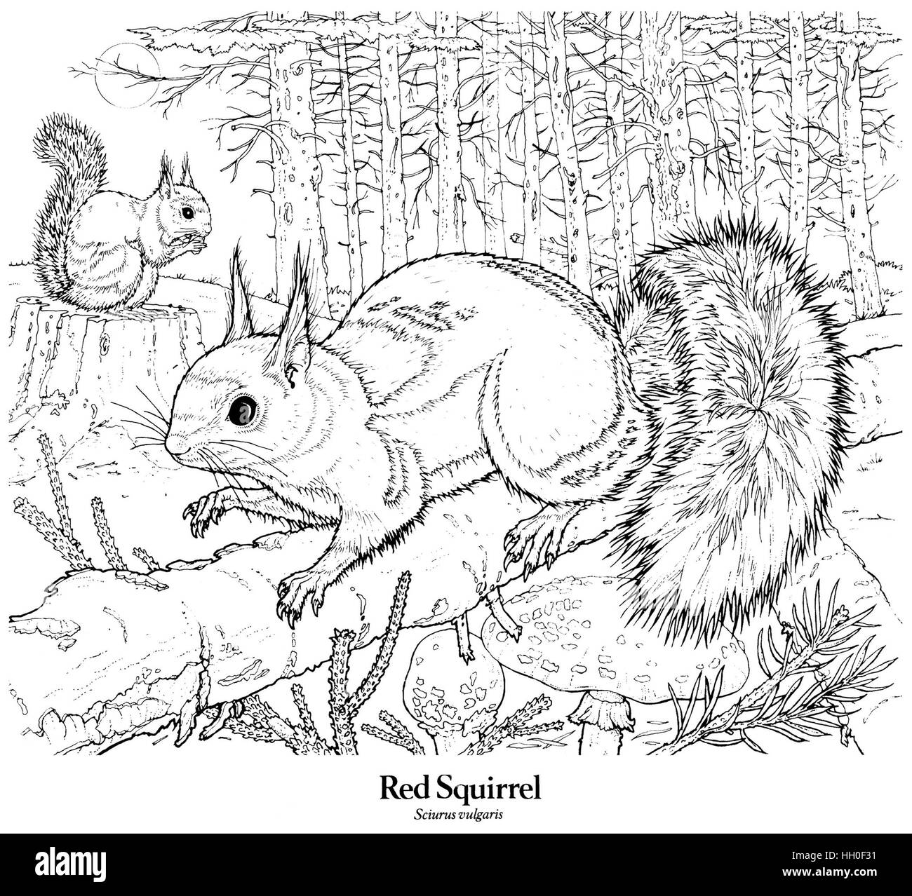 Drawing squirrel hi
