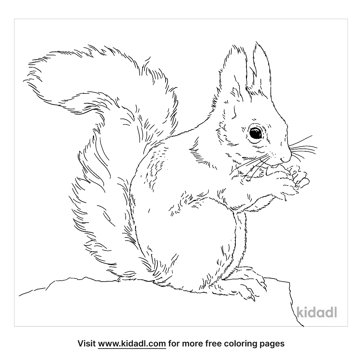 Free red squirrel coloring page coloring page printables