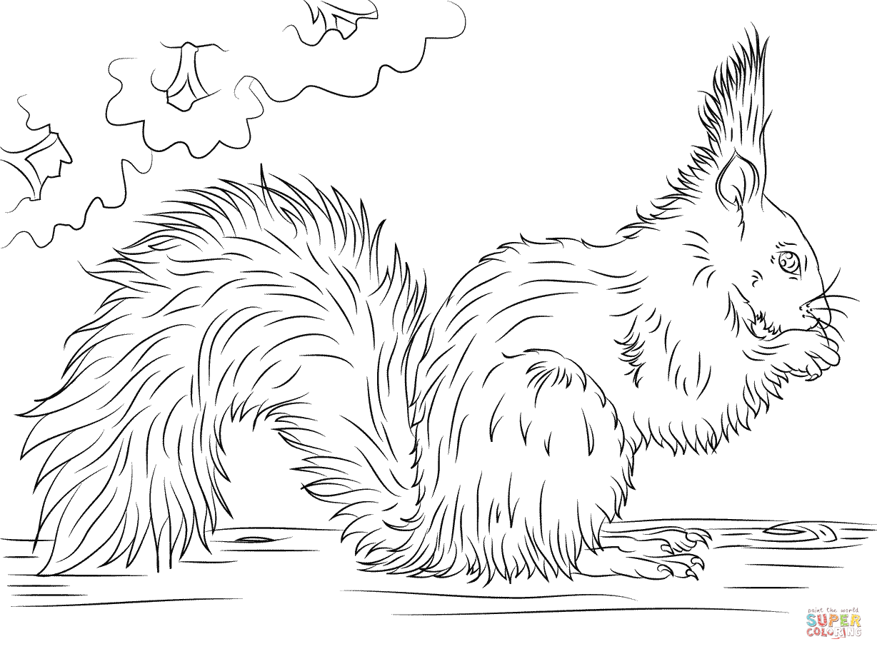 Red squirrel eating nut coloring page free printable coloring pages