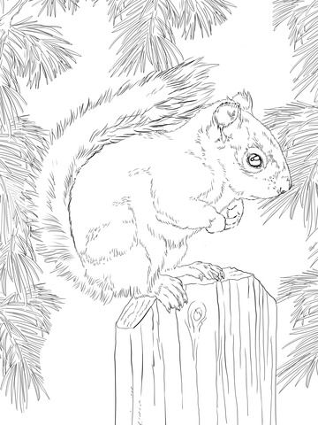 American red squirrel coloring page free printable coloring pages squirrel coloring page animal coloring pages coloring pages