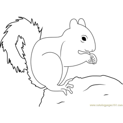Squirrel coloring pages for kids