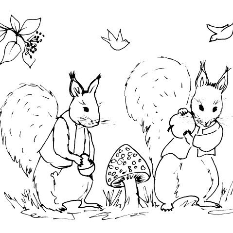 Red squirrels sketch diane antone studio