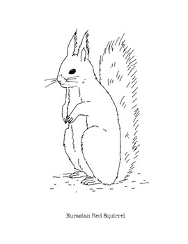 Eurasian red squirrel coloring page by mama draw it tpt