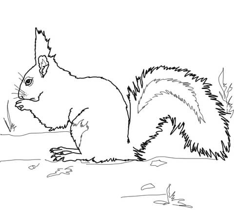 Red squirrel coloring page free printable coloring pages