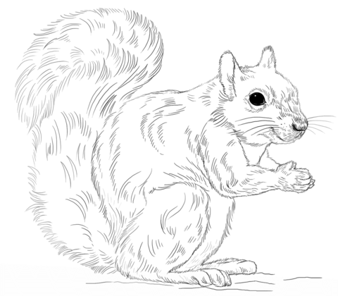 Eastern gray squirrel coloring page free printable coloring pages