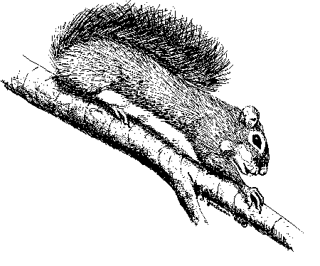 Red squirrel