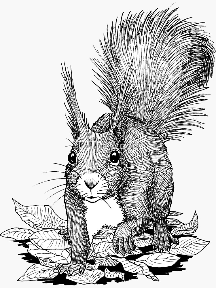 Red squirrel ink drawing sticker for sale by tothewoods