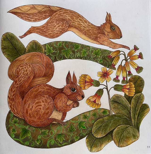 Red squirrels from the scottish nature colouring book by eilidh muldoon using derwent drawing pencils derwent graphitints rcoloring