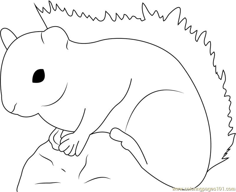 Red squirrel coloring page for kids