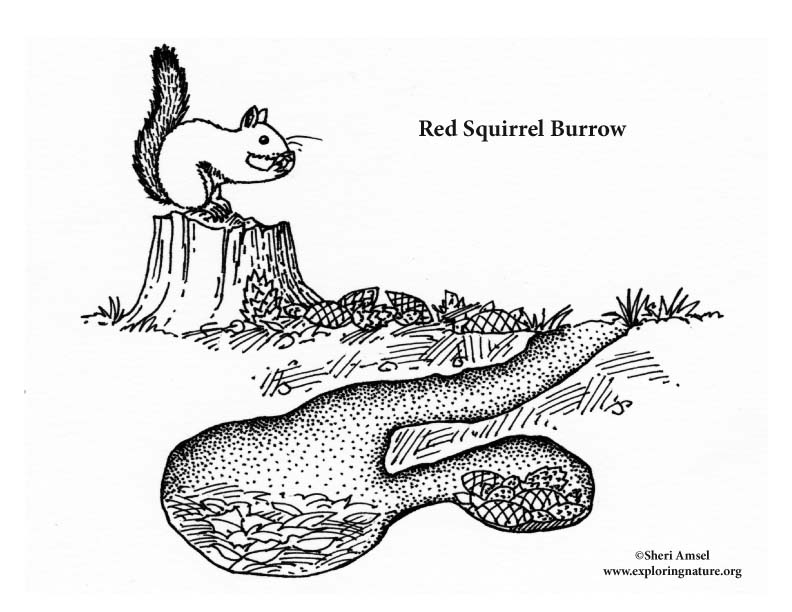 Squirrel red burrow coloring page